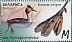 Great Crested Grebe Podiceps cristatus  2023 Waterfowl Sheet