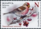 Common Redpoll Acanthis flammea