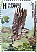 Little Owl Athene noctua  2023 Birds of Belarus - Strigiformes 