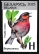 Eurasian Chaffinch Fringilla coelebs