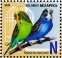 Budgerigar Melopsittacus undulatus