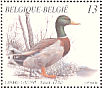 Mallard Anas platyrhynchos