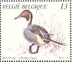 Northern Pintail Anas acuta  1989 Ducks Booklet