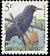 Common Starling Sturnus vulgaris  1996 Birds 
