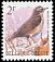 Redwing Turdus iliacus