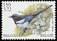 Eurasian Magpie Pica pica