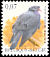 Stock Dove Columba oenas  2002 Birds 