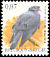 Stock Dove Columba oenas