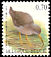 Common Redshank Tringa totanus  2002 Birds 