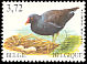 Common Moorhen Gallinula chloropus