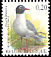 Mediterranean Gull Ichthyaetus melanocephalus  2005 Birds 