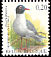 Mediterranean Gull Ichthyaetus melanocephalus