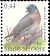 Common Wood Pigeon Columba palumbus