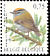 Common Firecrest Regulus ignicapilla