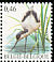 Pied Avocet Recurvirostra avosetta