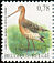 Black-tailed Godwit Limosa limosa  2006 Birds 