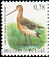 Black-tailed Godwit Limosa limosa