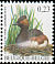 Black-necked Grebe Podiceps nigricollis  2006 Birds 