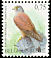 Common Kestrel Falco tinnunculus  2007 Birds 