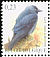 Western Jackdaw Coloeus monedula