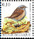 Dunnock Prunella modularis  2008 Birds 