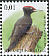 Black Woodpecker Dryocopus martius  2009 Birds 