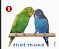 Budgerigar Melopsittacus undulatus  2012 Pets 10v booklet, sa