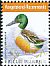 Northern Shoveler Spatula clypeata  2015 Birds 