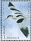 Pied Avocet Recurvirostra avosetta  2016 Birds and flowers 10v sheet