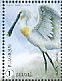 Eurasian Spoonbill Platalea leucorodia