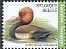 Red-crested Pochard Netta rufina