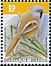 Bearded Reedling Panurus biarmicus