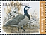 Barnacle Goose Branta leucopsis