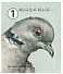 Eurasian Collared Dove Streptopelia decaocto  2020 Garden fauna 10v sheet, sa