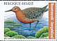 Red Knot Calidris canutus  2023 Birds 