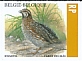 Common Quail Coturnix coturnix