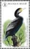 Great Cormorant Phalacrocorax carbo