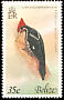 Lineated Woodpecker Dryocopus lineatus  1979 Birds 