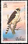 Laughing Falcon Herpetotheres cachinnans