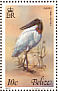 Jabiru Jabiru mycteria