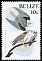 White-tailed Kite Elanus leucurus  1985 Audubon 