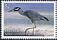 Yellow-crowned Night Heron Nyctanassa violacea