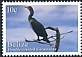 Double-crested Cormorant Nannopterum auritum  2020 Definitives 