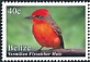 Vermilion Flycatcher Pyrocephalus obscurus