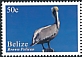 Brown Pelican Pelecanus occidentalis  2020 Definitives 