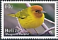 Mangrove Warbler Setophaga petechia  2020 Definitives 