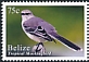 Tropical Mockingbird Mimus gilvus