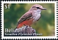 Vermilion Flycatcher Pyrocephalus obscurus