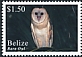 American Barn Owl Tyto furcata  2020 Definitives 
