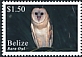 American Barn Owl Tyto furcata